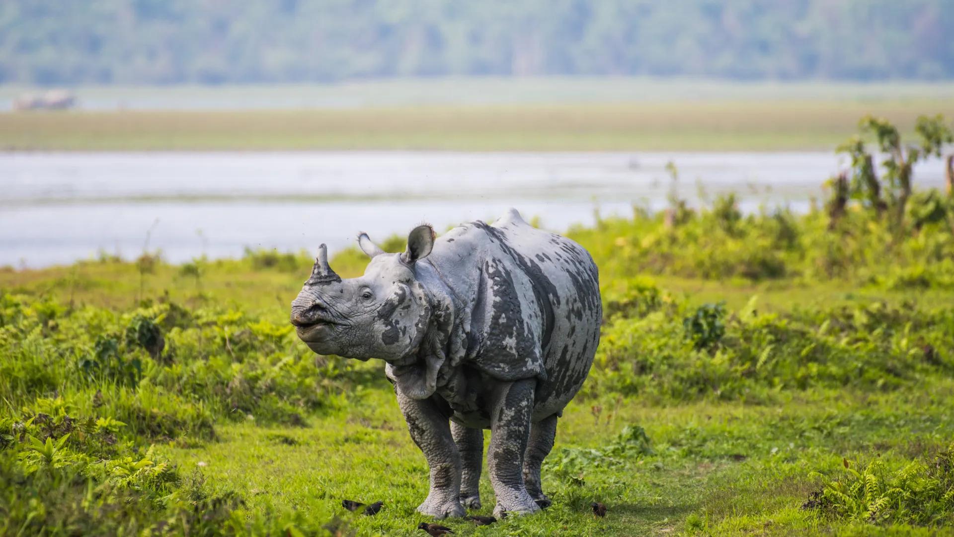 Kaziranga